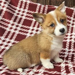 Nessa Rose - Red female Pembroke Welsh Corgi puppy in Castle Rock, Washington from Heckman Corgis