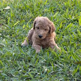 W25 Female Orange Collar - Red  female Goldendoodle puppy in Cape Coral, Florida from GoldenDoodles Cape Coral