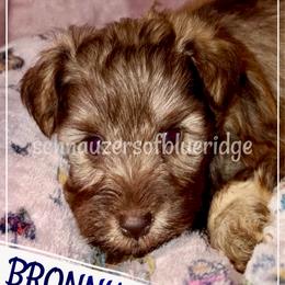 BRAUNE - Miniature Schnauzer