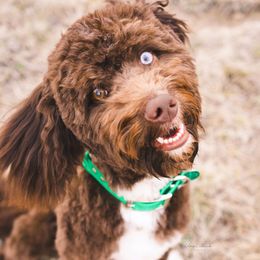 Theo - Aussiedoodle