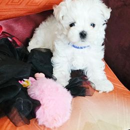 Skadi - White female Maltese puppy in Piscataway, New Jersey from Norma T.'s Maltese