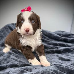 Bonbon - Brown female Bernedoodle puppy in Danielsville, Georgia from Meg's Doodles and Poodles
