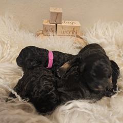 Double Doodle, Goldendoodle, and Labradoodle Puppies from The Doodle Ranch-California