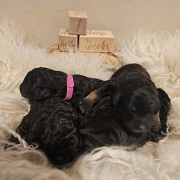 Double Doodle, Goldendoodle, and Labradoodle Puppies from The Doodle Ranch-California