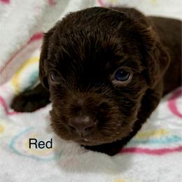Red Girl - Brown female Boykin Spaniel puppy in Milan, Georgia from Dixie Darlin Boykins