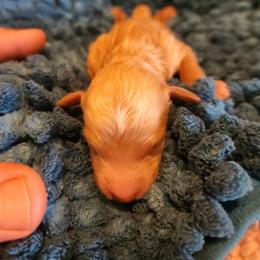 Toulouse - Apricot male Poodle puppy in San Tan Valley, Arizona from Desert Storm Poodles