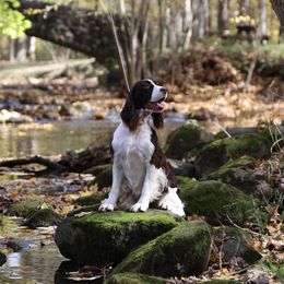 Polly Anna - English Springer Spaniel