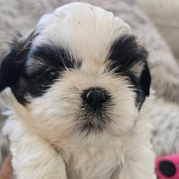 Freddy - Black gold and white male Shih Tzu puppy in Corona, California from Trinity Shihtzu's So Calif