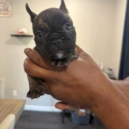 Juno - Brindle male French Bulldog puppy in Whittier, California from West Coast Bullies & Frenchies