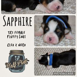 Sapphire - Black and tan female Pembroke Welsh Corgi puppy in Poteau, Oklahoma from Half-Pint Corgis