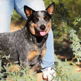 Australian Cattle Dogs from A2 Australian Cattle Dogs