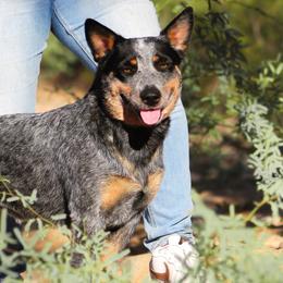 Australian Cattle Dogs from A2 Australian Cattle Dogs