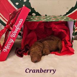 Cranberry - Red  male Goldendoodle puppy in Haughton, Louisiana from Bailey’s Cajun Canines