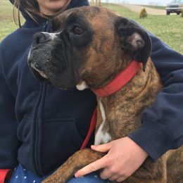 Ruth - Boxer