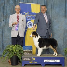 Halo - Australian Shepherd