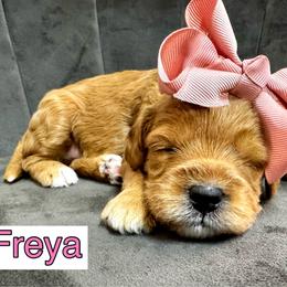 Freya - Red  female Goldendoodle puppy in Peoria, Arizona from Cactus Doods
