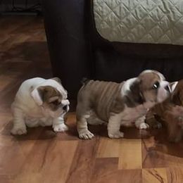 Bulldogs and French Bulldogs from Baby Cake Bullies