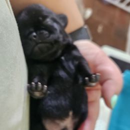 Black Boy 1 - Black male Pug puppy in Rutherfordton, North Carolina from Sweetie Pie Pugs