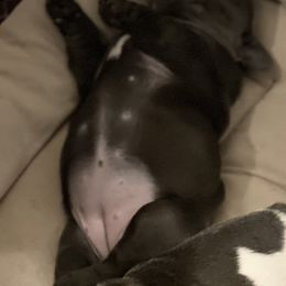 French Bulldog Puppies from Steel city Frenchy’s