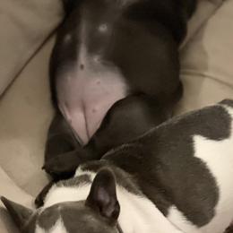 French Bulldog Puppies from Steel city Frenchy’s
