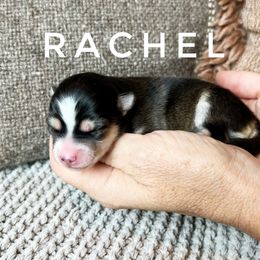 Girl 3 - Pomsky puppy in Grass Valley, California from Karalot Pomskies