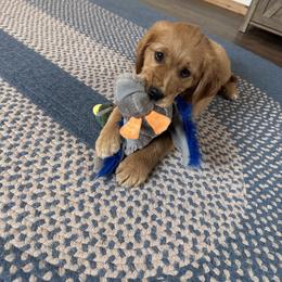 Golden Retriever Puppies from Lindsey