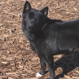 Sugar Foot - Schipperke