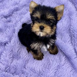 Yorkshire Terrier Puppies from The Royal Yorkie Den