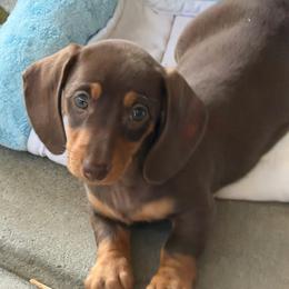 Jessie - Chocolate and tan female Dachshund puppy in Rancho Cucamonga, California from Empire's Dachshunds