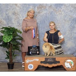 Pomeranian Puppies from Pursell Pomeranians