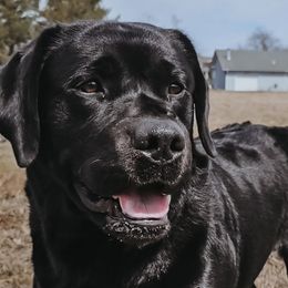 Finn - Labrador Retriever