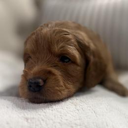 Oak - Gray Collar Boy - Red  male Goldendoodle puppy in Pleasant Hill, Iowa from Harvest Creek