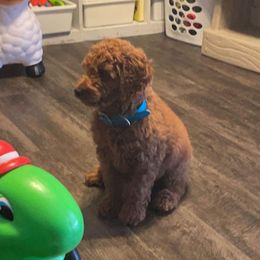 Aussiedoodle and Goldendoodle Puppies from Illinois Countryside Doodles