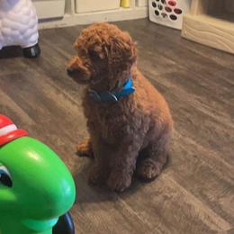 Aussiedoodle and Goldendoodle Puppies from Illinois Countryside Doodles