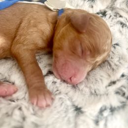 ANGUS - Red  male Goldendoodle puppy in Houston, Texas from Pia’s Doodle Poodle Wag