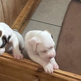 Boxer Puppies from Big Dawg Plantation