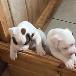 Boxer Puppies from Big Dawg Plantation