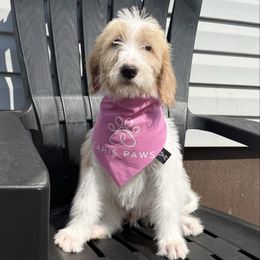 Lilo - Cream female Labradoodle puppy in Plainfield, New Jersey from Caris Paws Poodles and Doodles