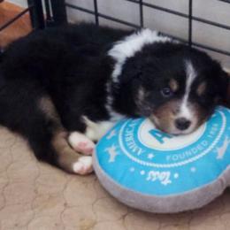 Jett - Black tri-color male Australian Shepherd puppy in Athens, Tennessee from Mimi's Aussie