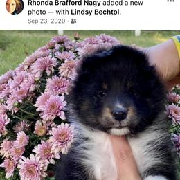 Dalmatian and Shetland Sheepdog Puppies from Karmayne Kennels