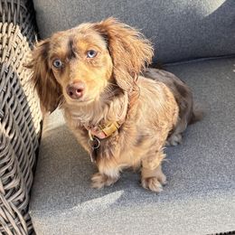 Coco - Dachshund
