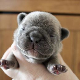 Diamond - Blue fawn female French Bulldog puppy in Tomahawk, Wisconsin from Mahner Labs