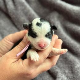 Girl 1 - Black and white female Sheepadoodle puppy in Wharton, Texas from Little Fur Friends
