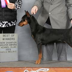 Star - German Pinscher