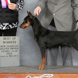 Star - German Pinscher