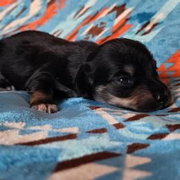 Beaudy - Black and cream male Dachshund puppy in Anaconda, Montana from Williams Family Dachshunds