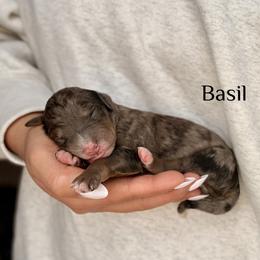 Basil - Merle male Bernedoodle puppy in Pennsylvania from Bells Bernedoodles