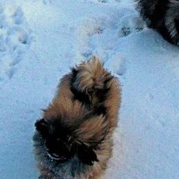 Pekingese from Avalon Pekingese