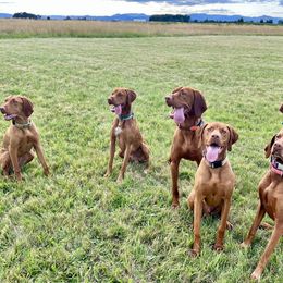 Vizsla All Grown Up from Coast Range Vizslas