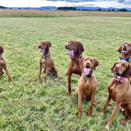 Vizsla All Grown Up from Coast Range Vizslas